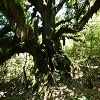 Plants: image 56 Of 208 Thumb